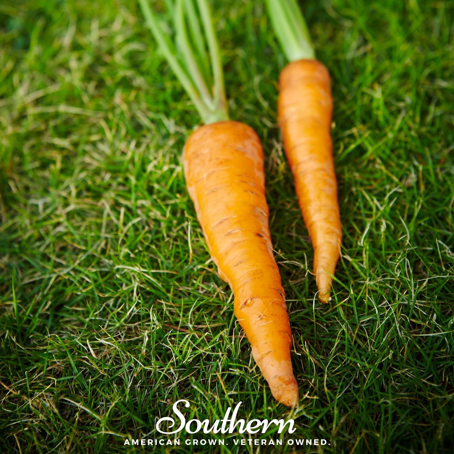 Danvers Carrot ā 250 Seeds