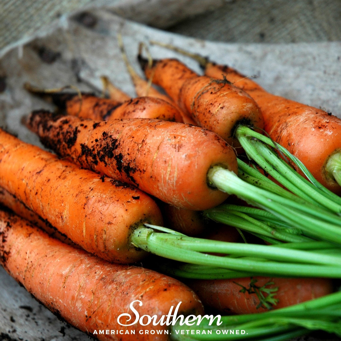 Danvers Carrot ā 250 Seeds