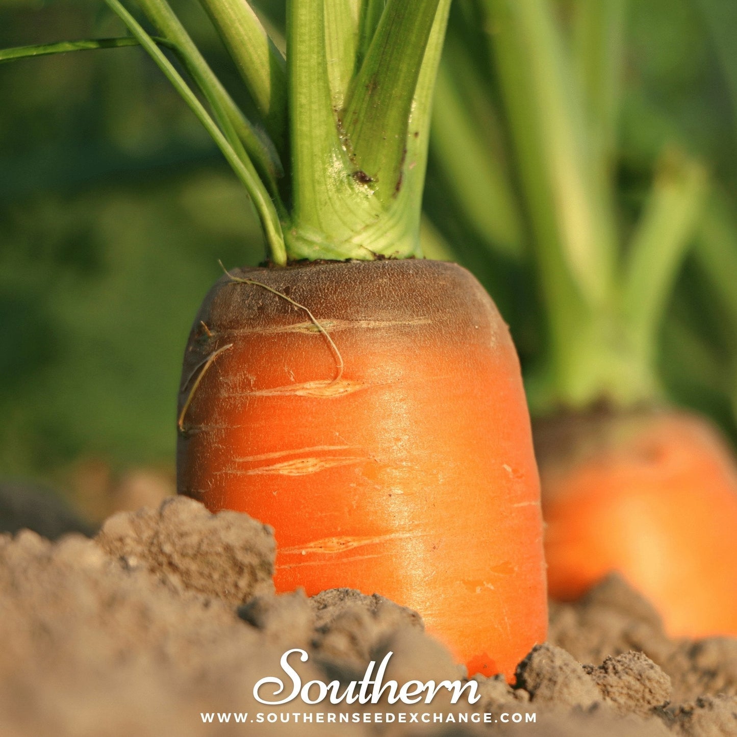 Imperator 58 Carrot ā 250 Seeds