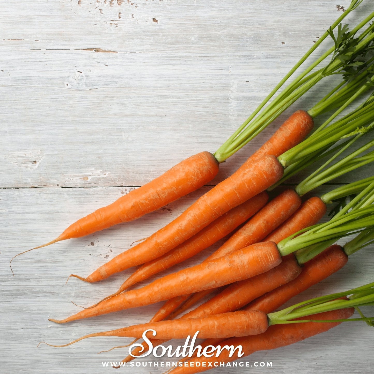 Imperator 58 Carrot ā 250 Seeds