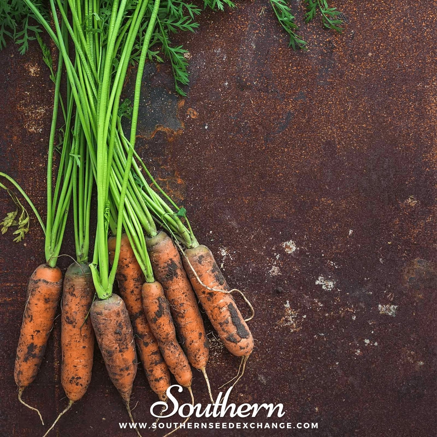 Little Finger Carrot ā 250 Seeds
