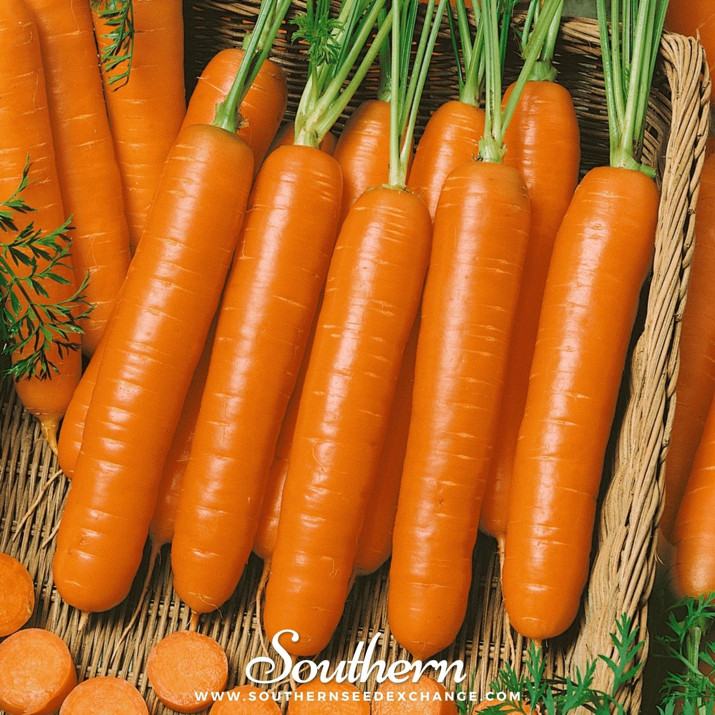 Little Finger Carrot ā 250 Seeds