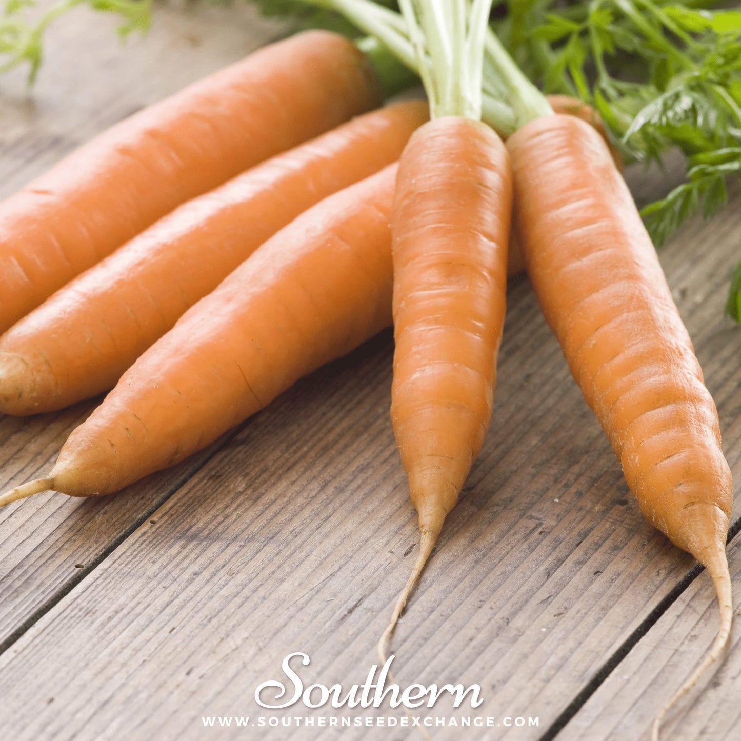 Little Finger Carrot ā 250 Seeds