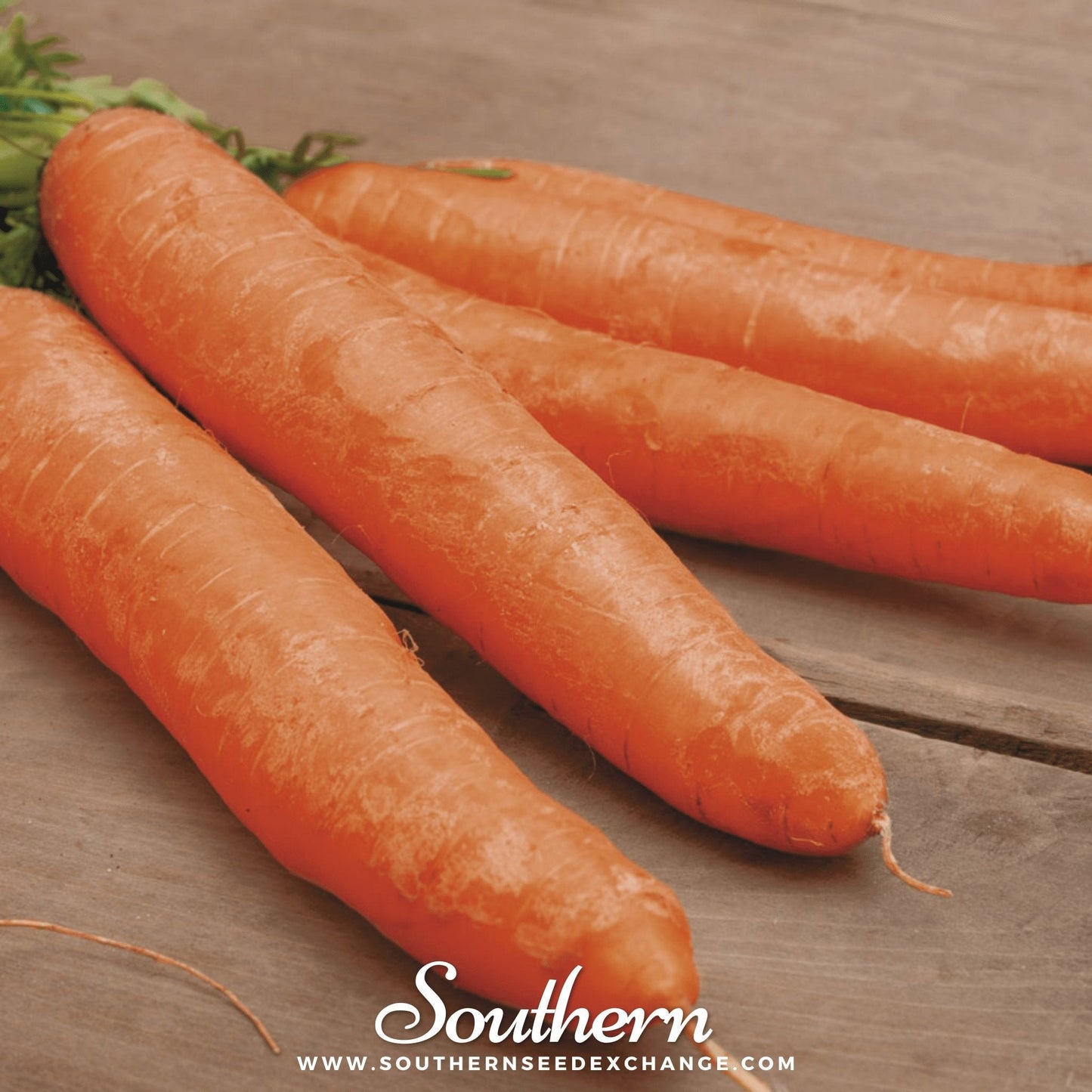 Little Finger Carrot ā 250 Seeds