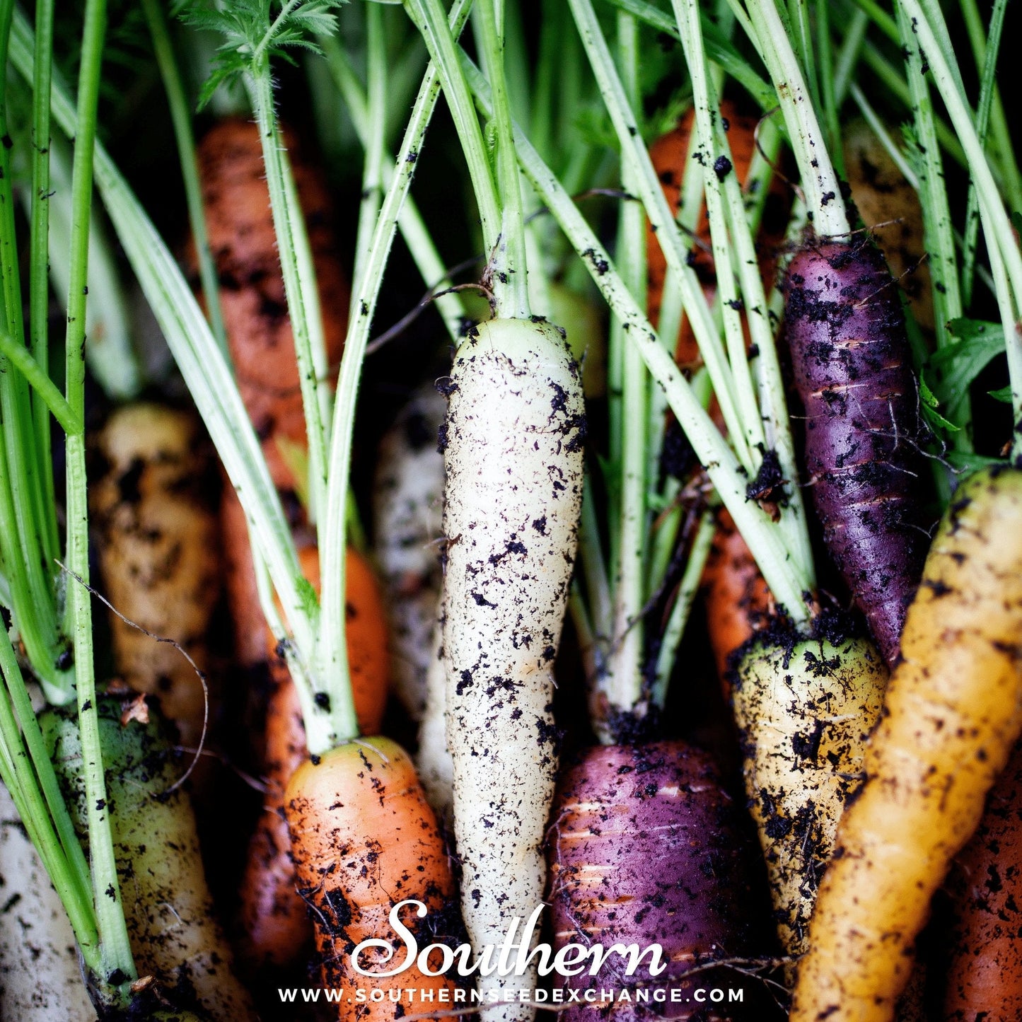Rainbow Carrot ā 100 Seeds