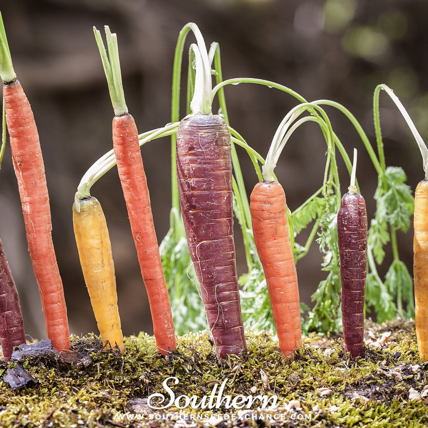 Rainbow Carrot ā 100 Seeds