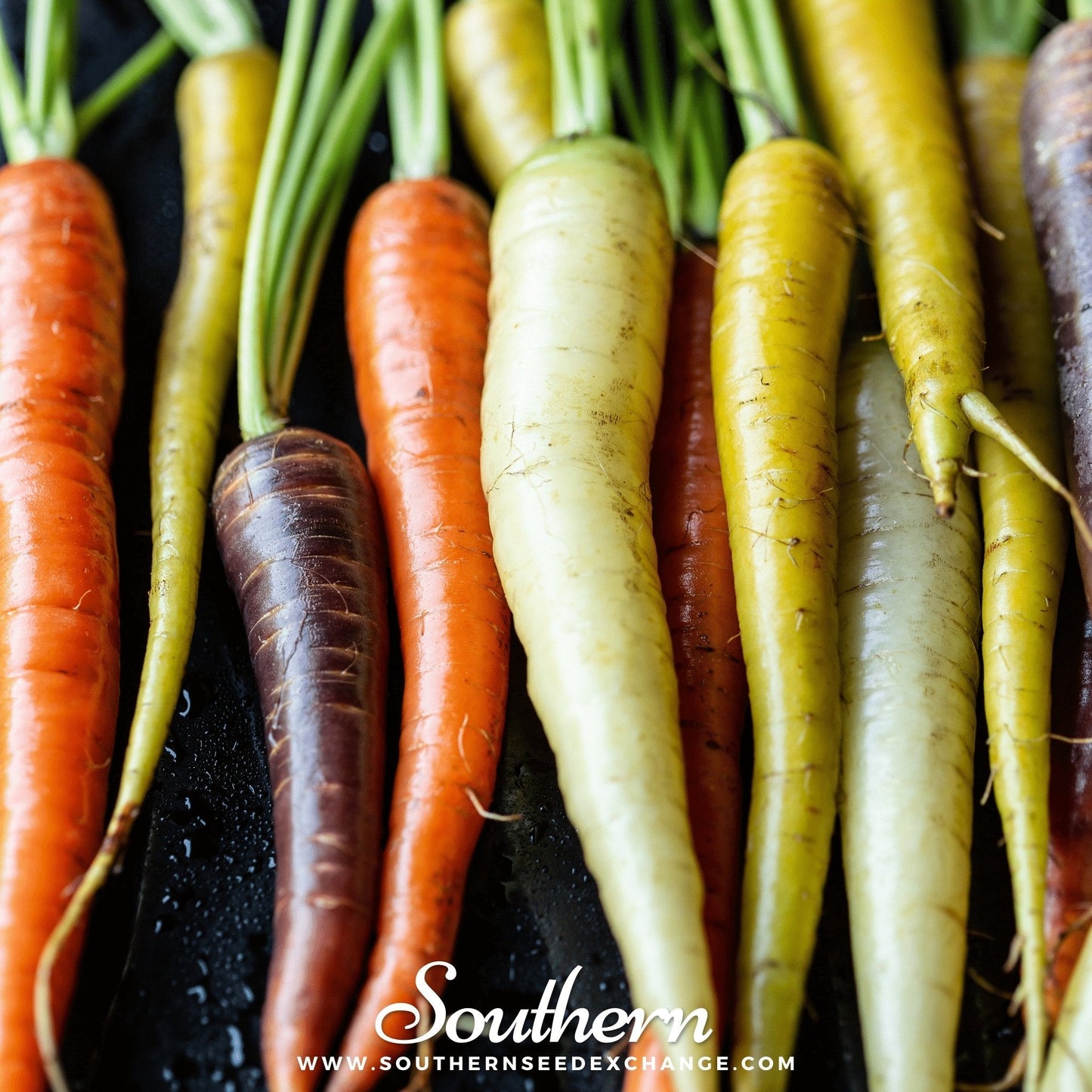 Rainbow Carrot ā 100 Seeds