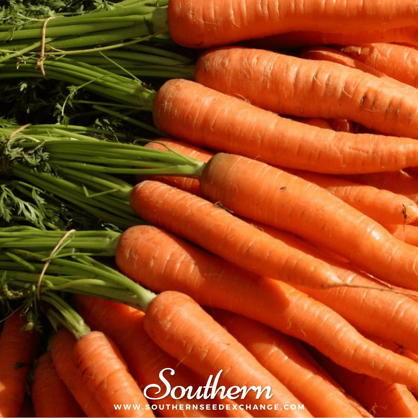 Tendersweet Carrot ā 250 Seeds