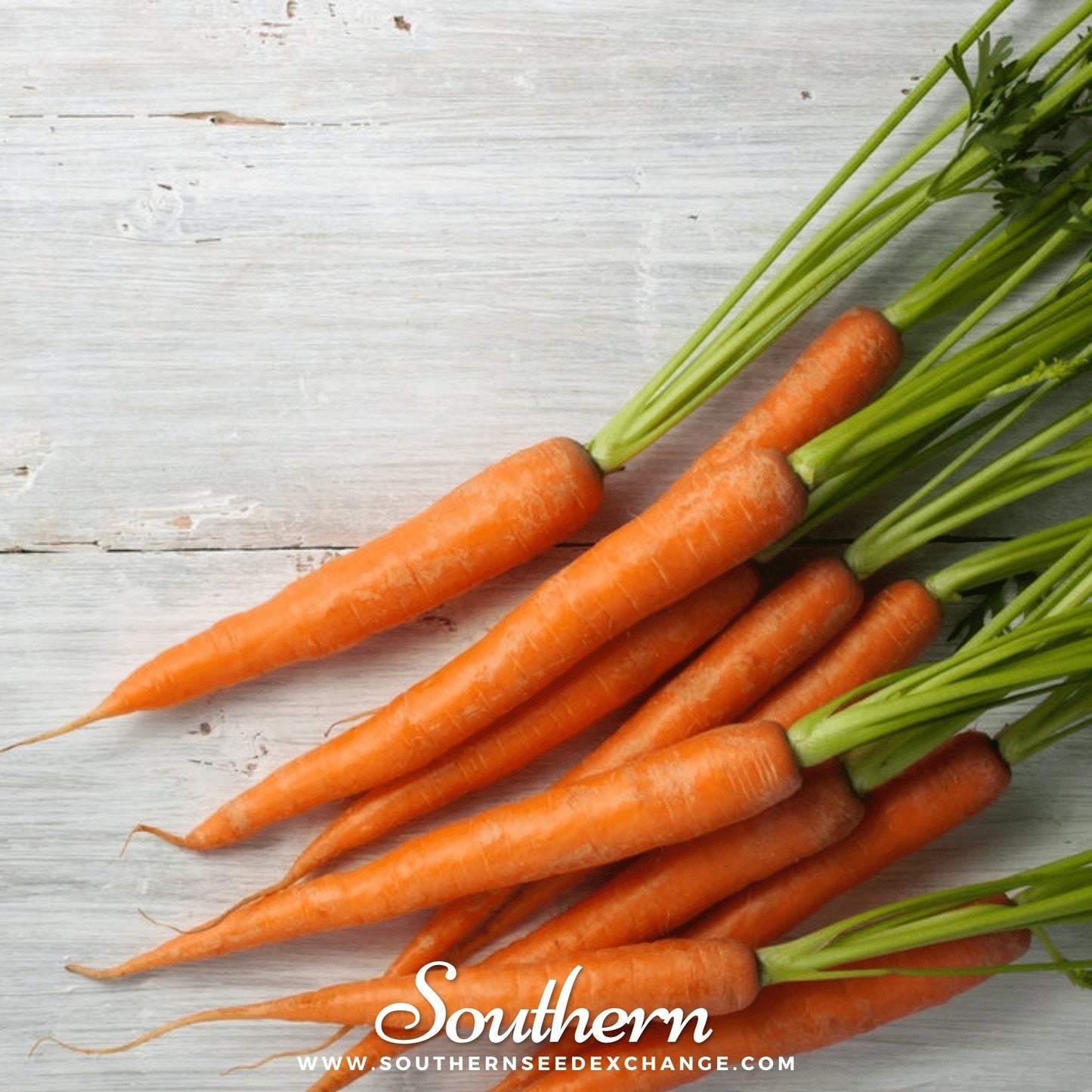 Tendersweet Carrot ā 250 Seeds