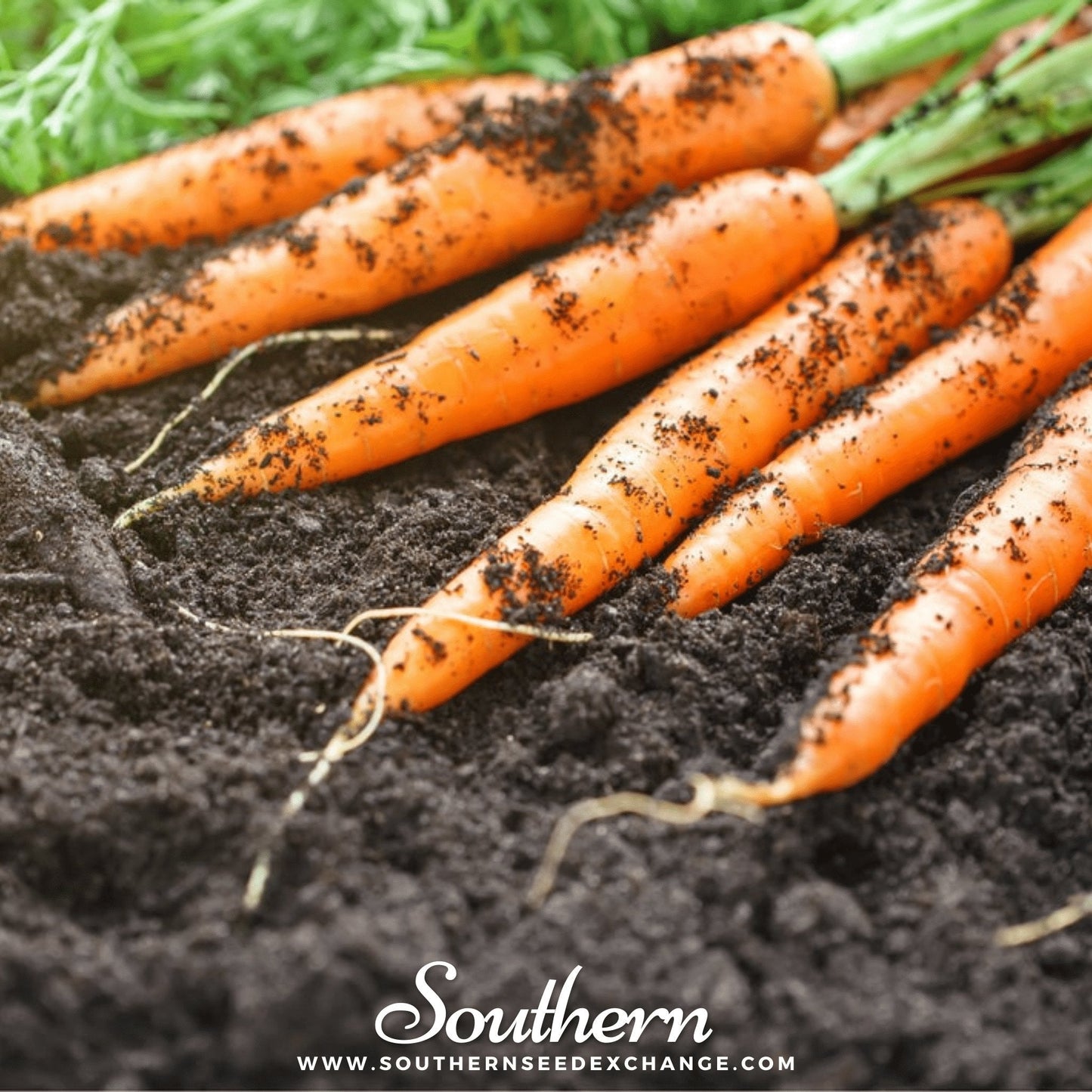 Tendersweet Carrot ā 250 Seeds