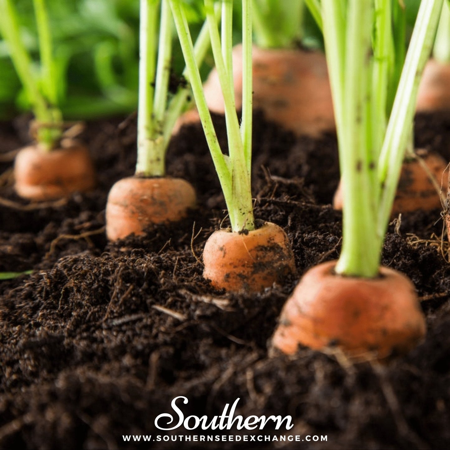 Tendersweet Carrot ā 250 Seeds