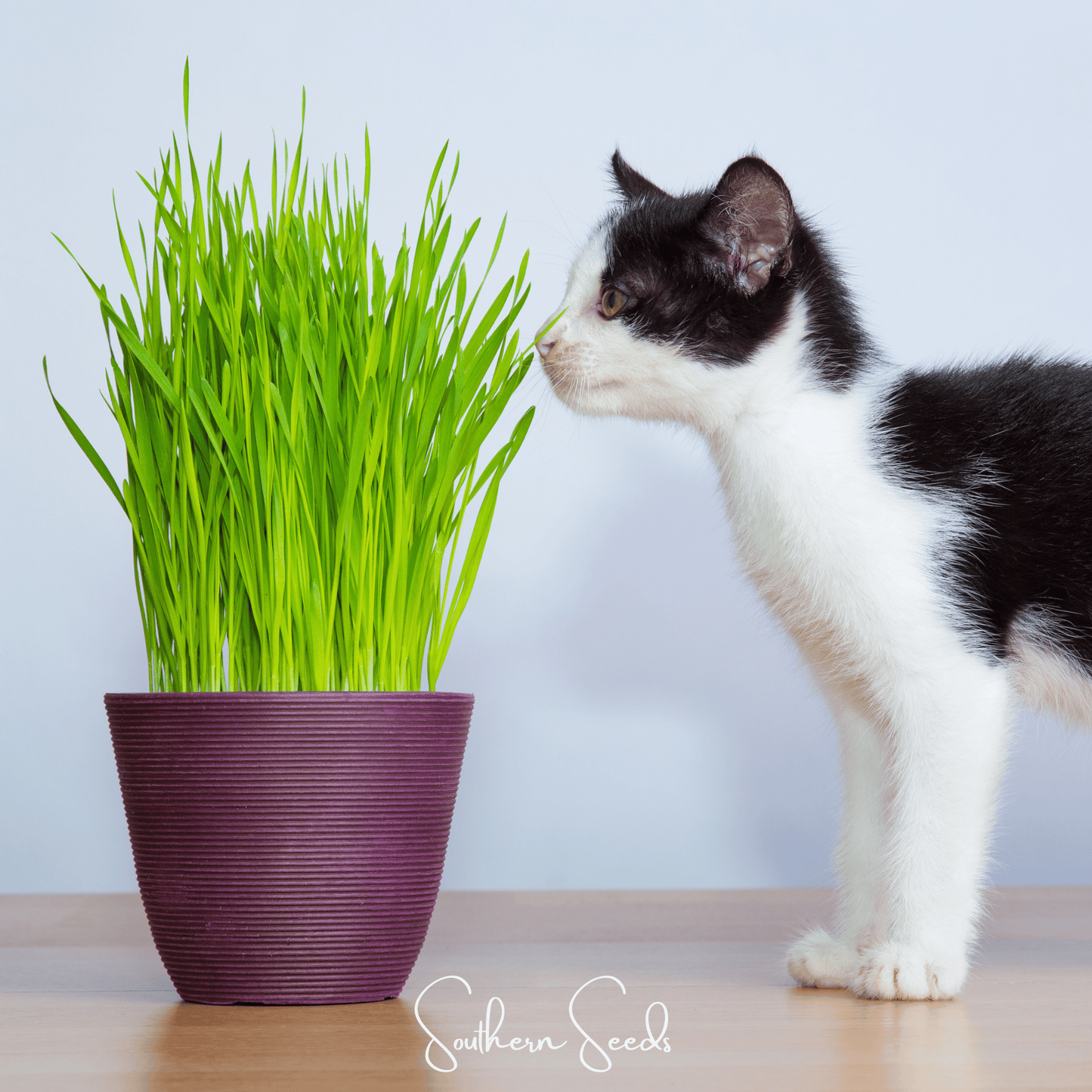 Cat Grass ā 50 Seeds