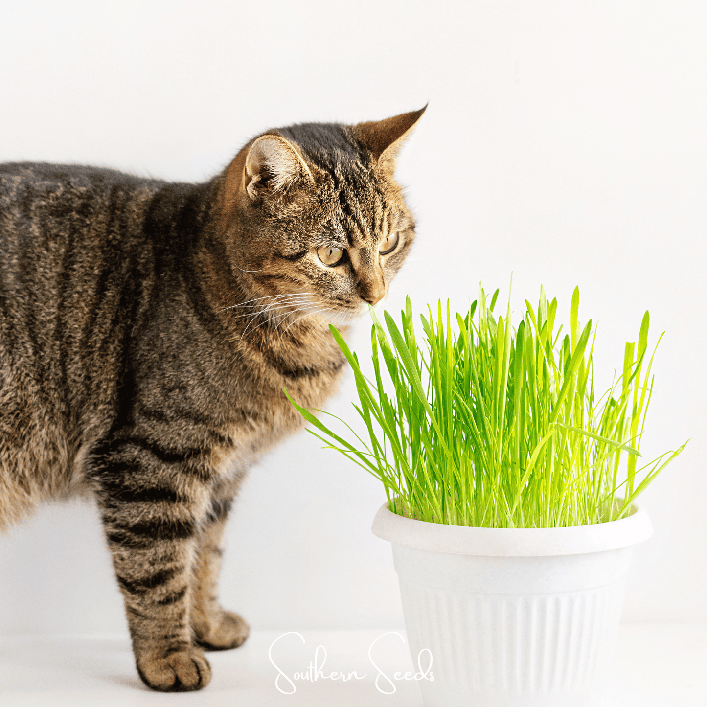 Cat Grass ā 50 Seeds