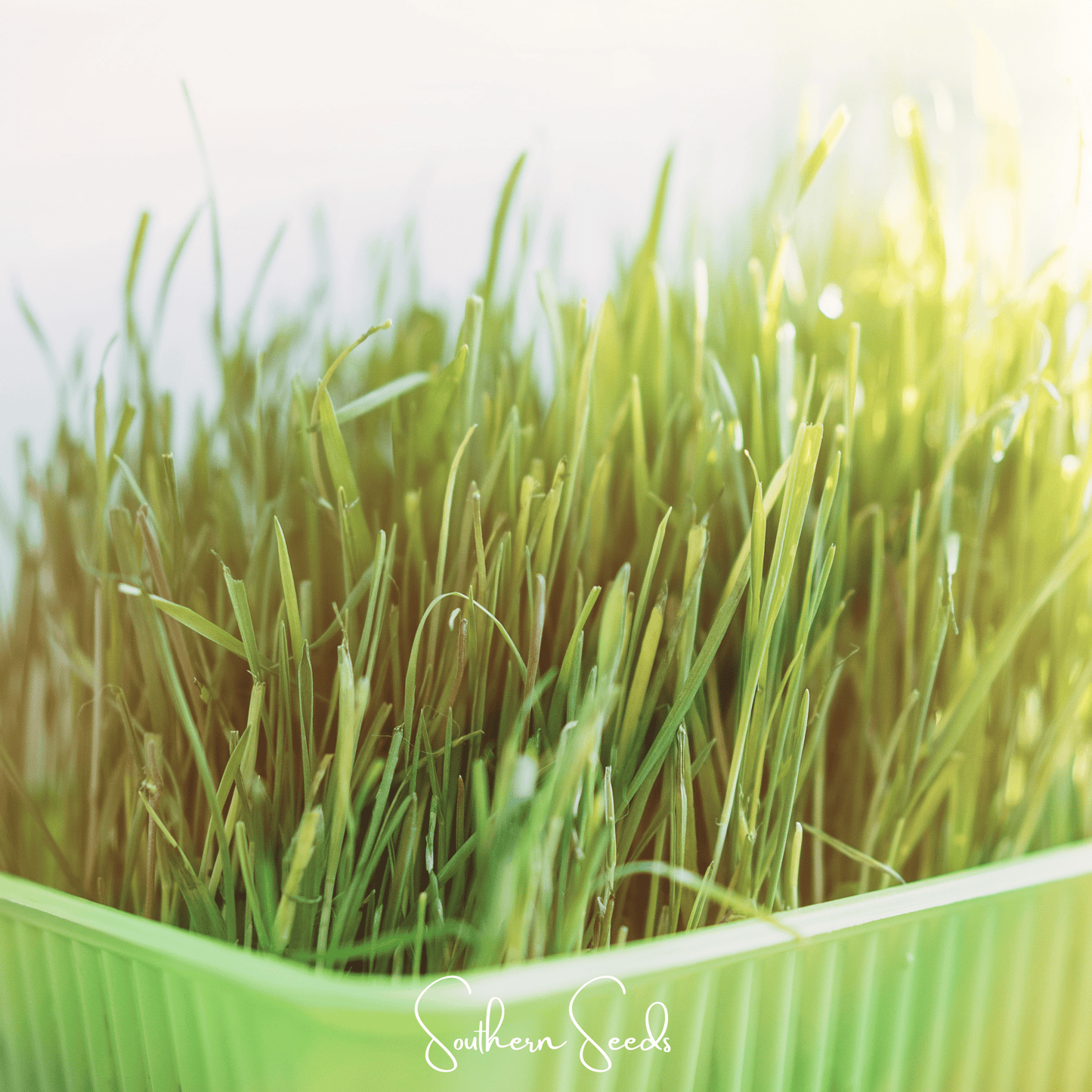 Cat Grass ā 50 Seeds