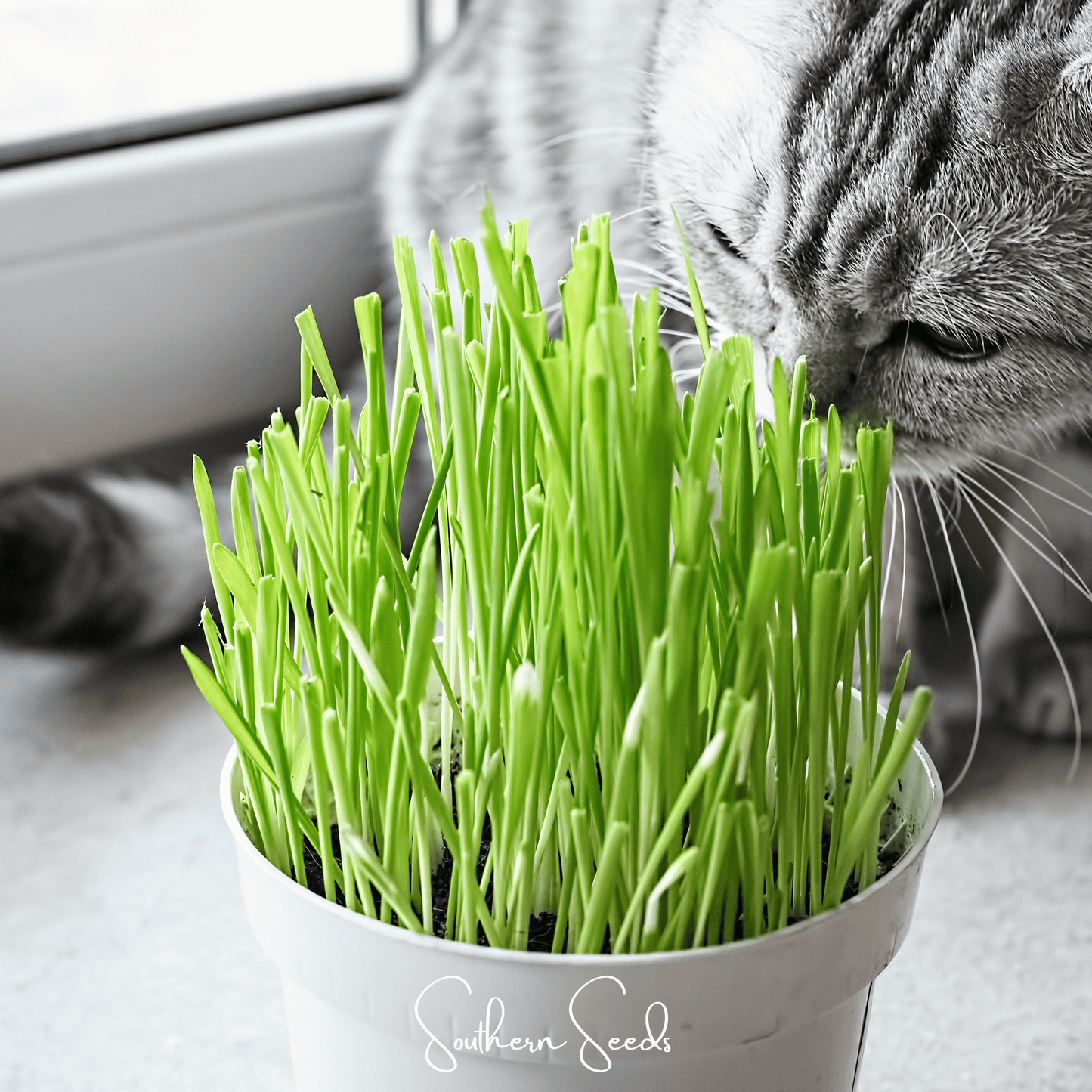 Cat Grass ā 50 Seeds