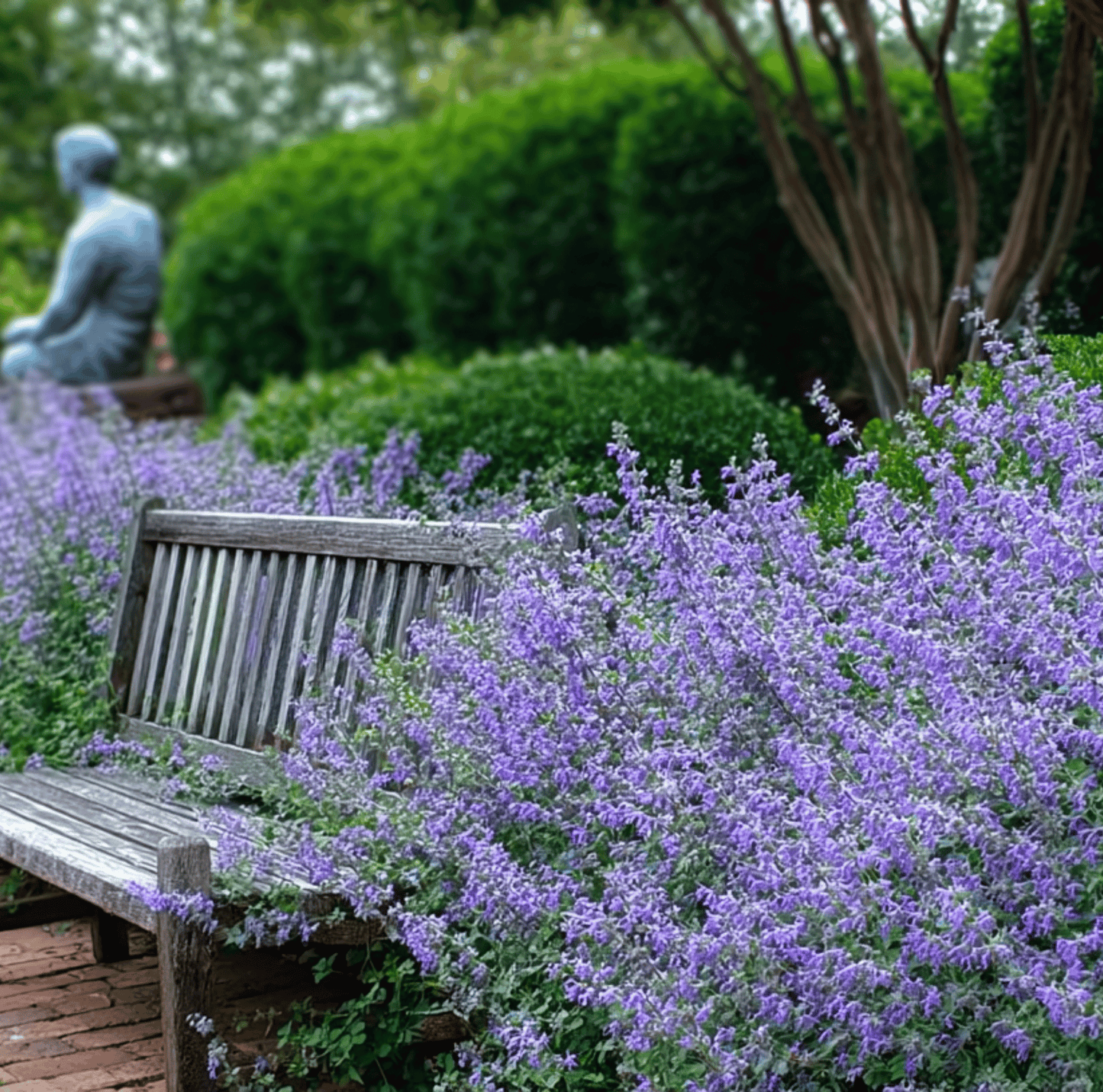 Catmint ā 100 Seeds
