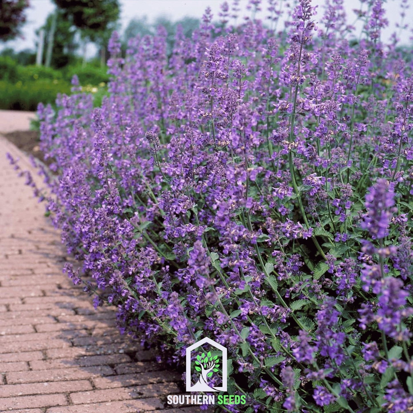 Catmint ā 100 Seeds