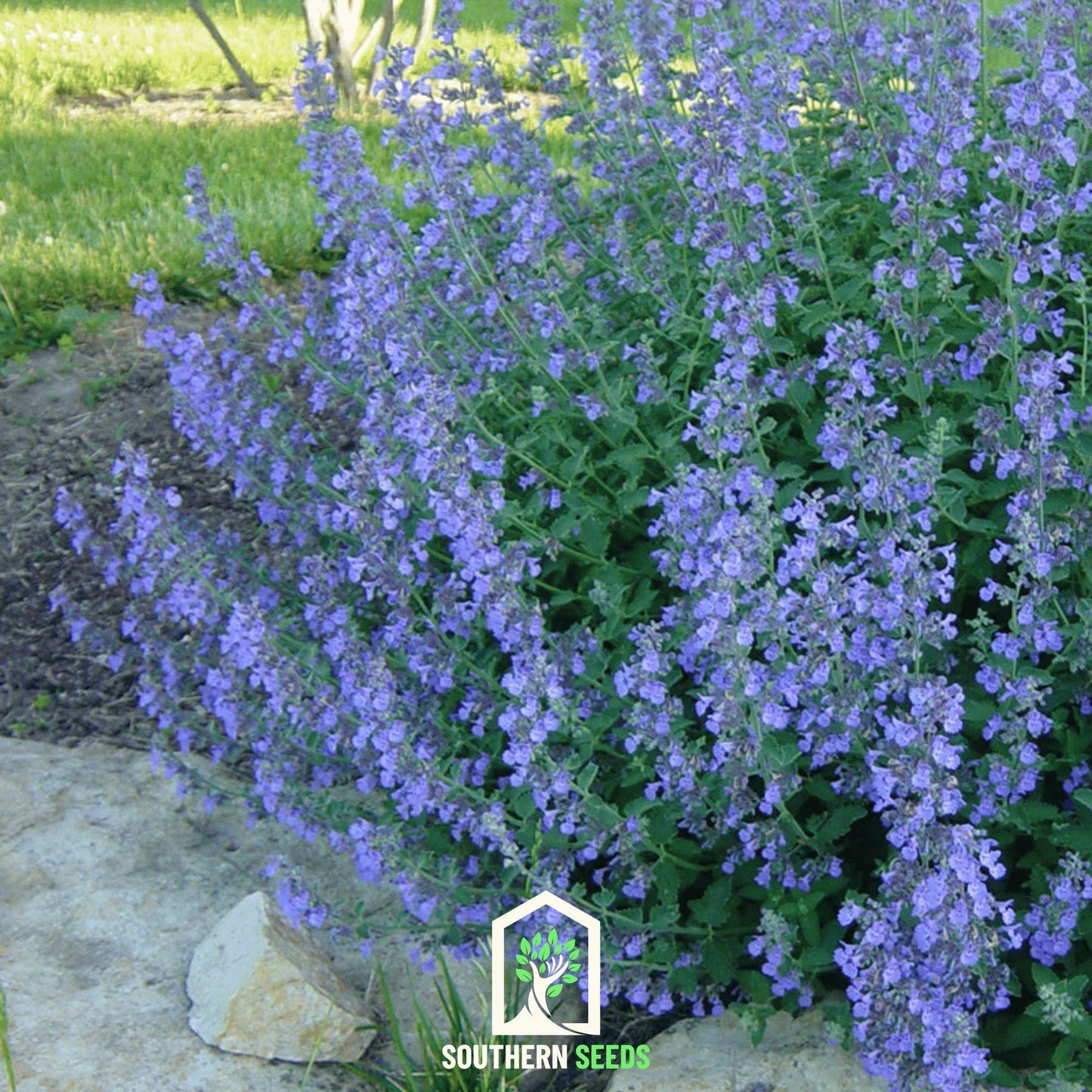 Catmint ā 100 Seeds