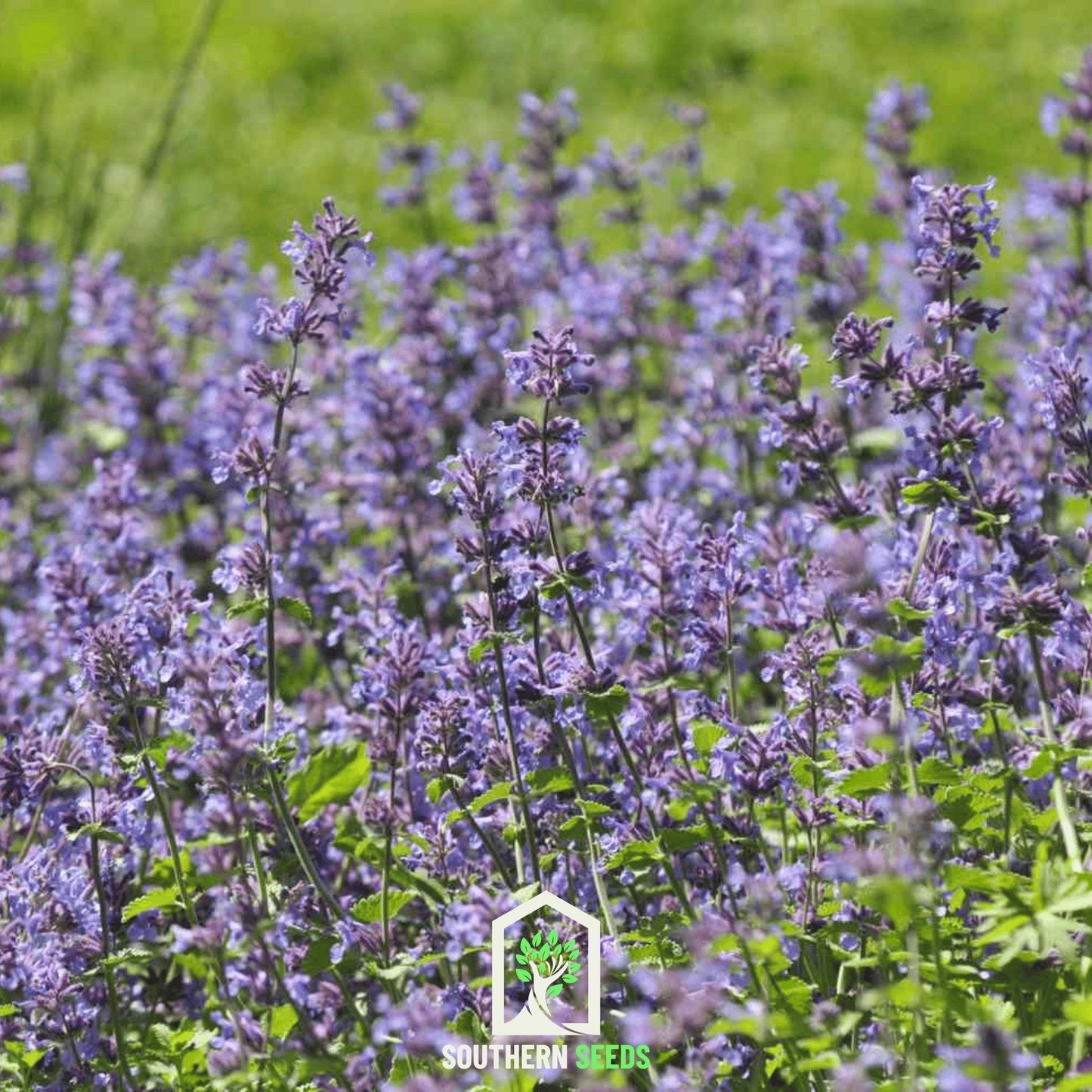 Catmint ā 100 Seeds