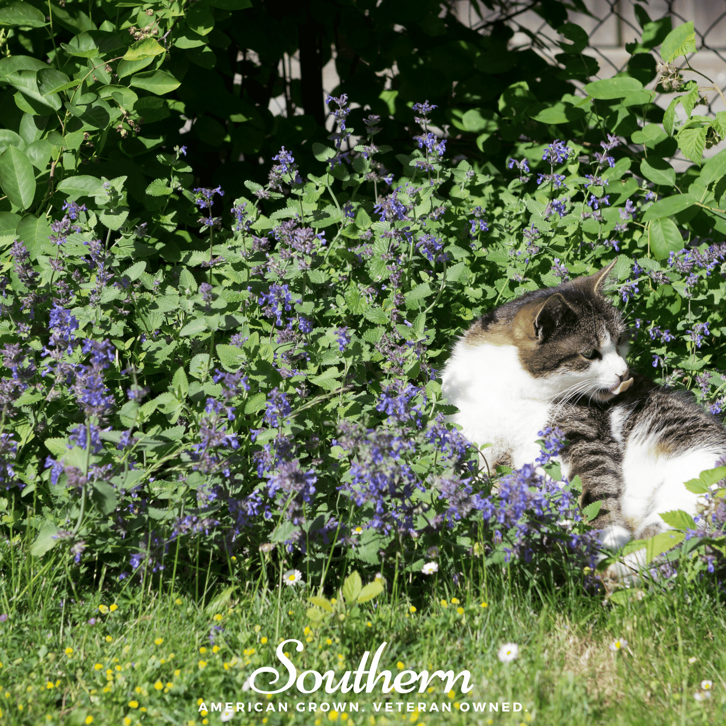 Lemon Catnip ā 250 Seeds