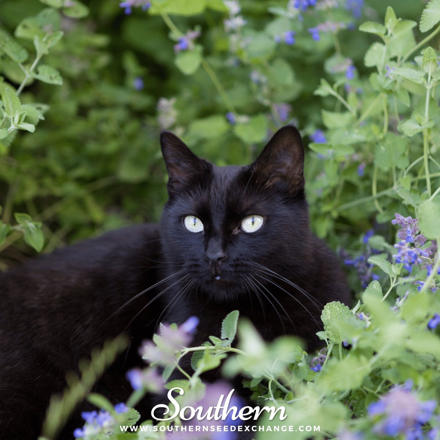 Catnip ā 250 Seeds