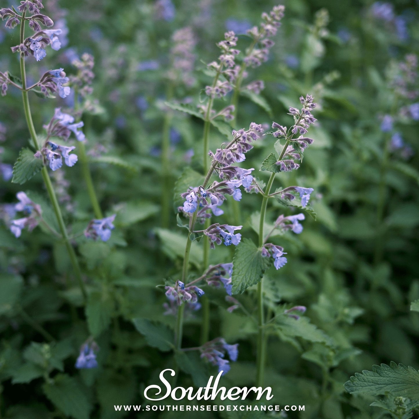 Catnip ā 250 Seeds
