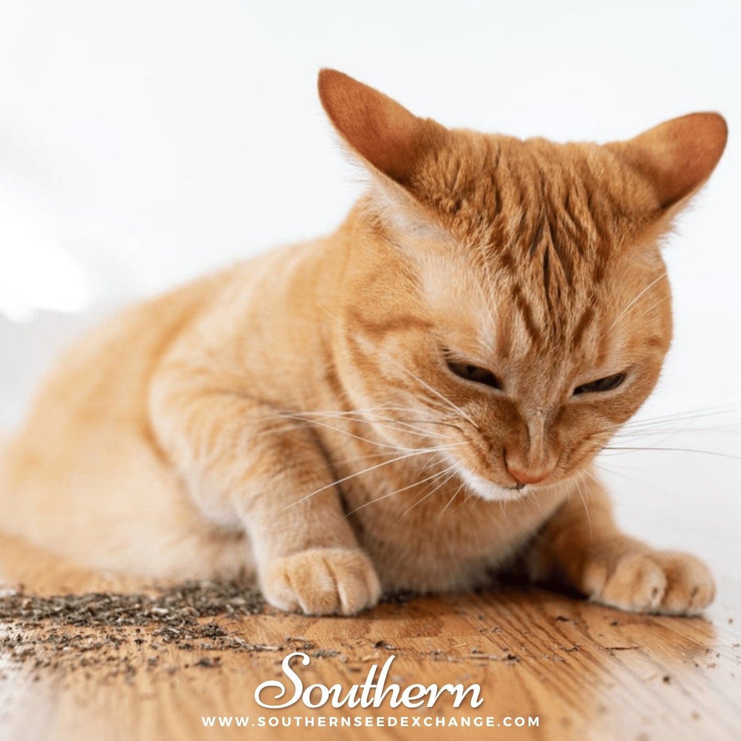 Catnip ā 250 Seeds