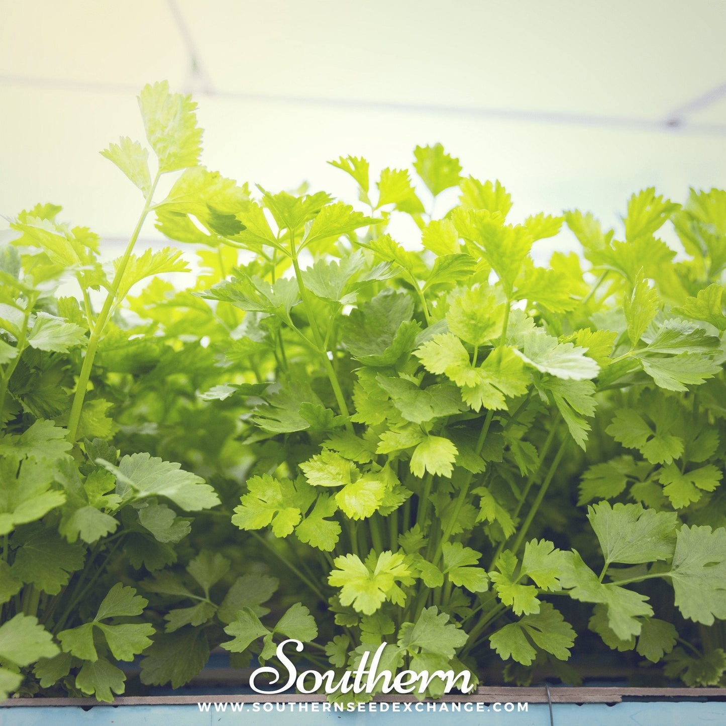 Cutting Celery ā 200 Seeds
