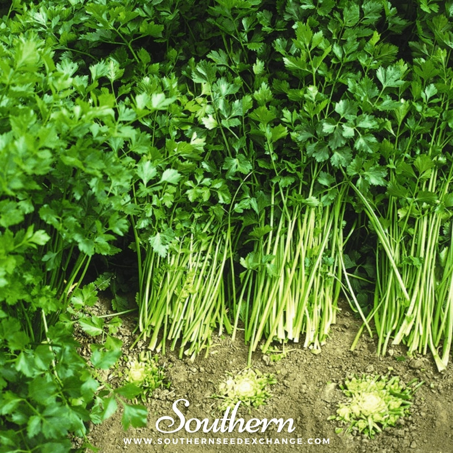 Cutting Celery ā 200 Seeds