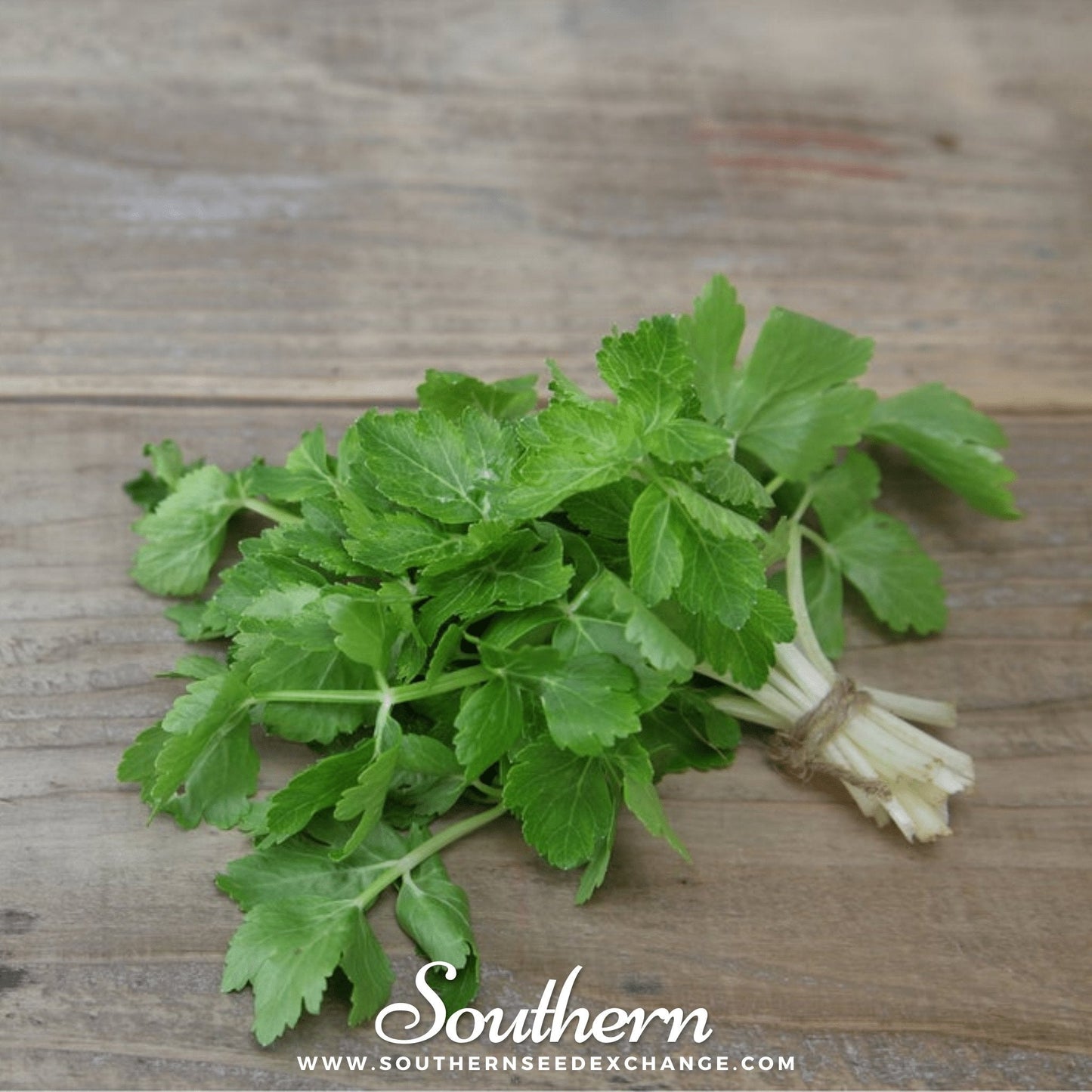 Cutting Celery ā 200 Seeds