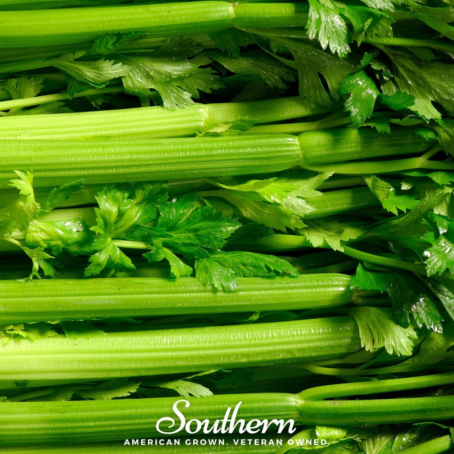 Tendercrisp Celery ā 300 Seeds