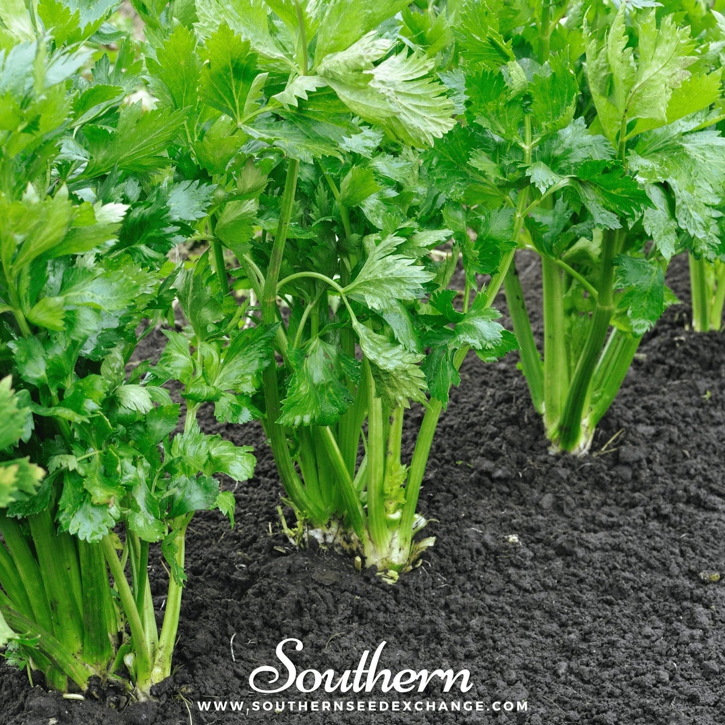 Utah 52-70 Celery ā 300 Seeds
