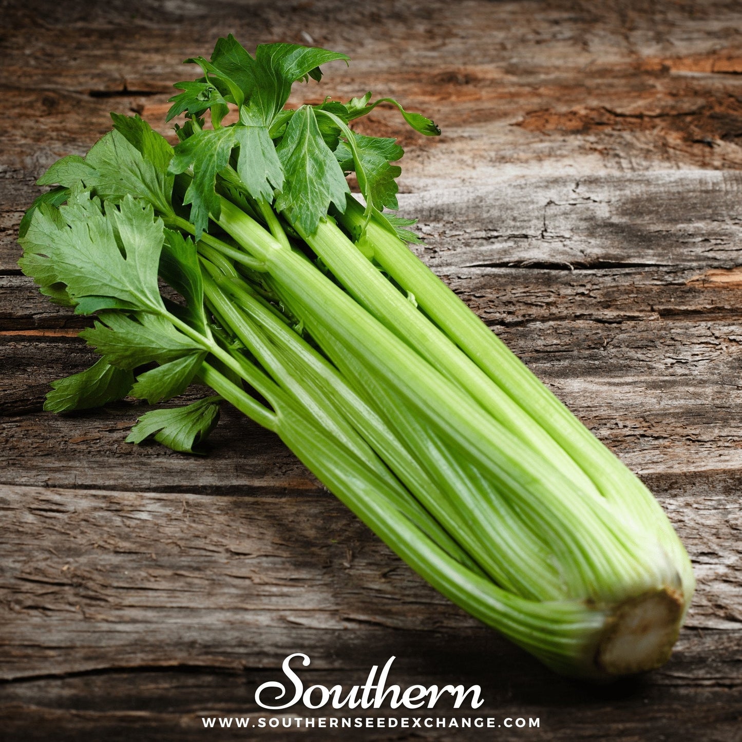 Utah 52-70 Celery ā 300 Seeds
