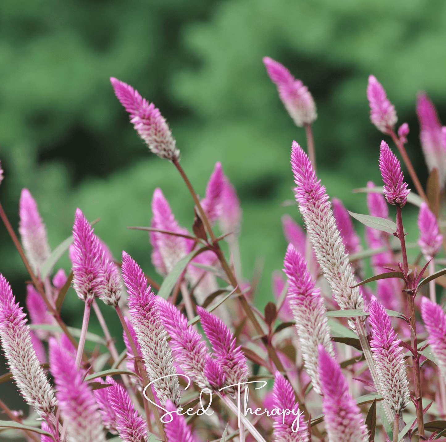 Flamingo Feather Celosia ā 40 Seeds