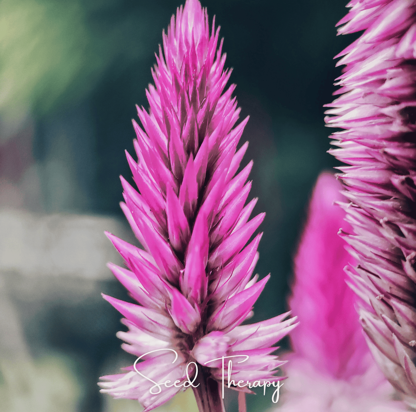 Flamingo Feather Celosia ā 40 Seeds