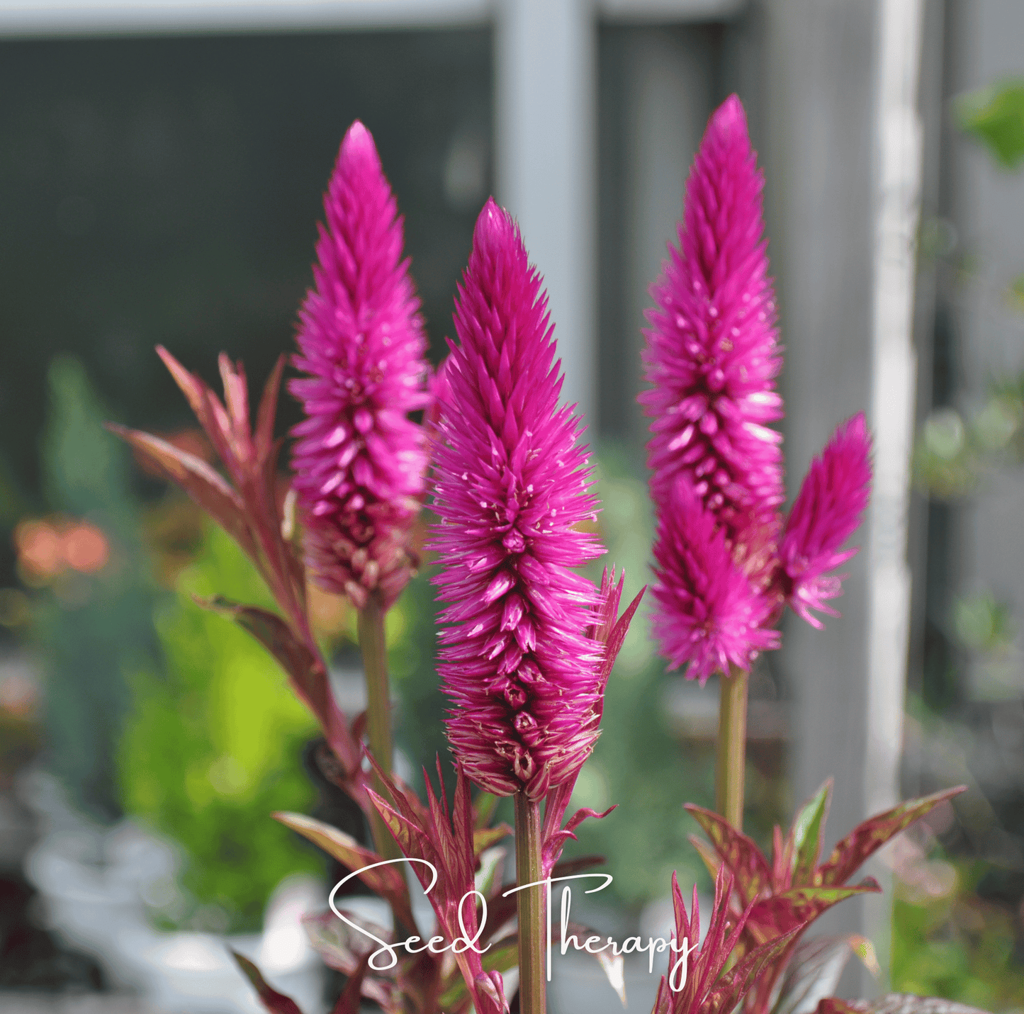 Flamingo Feather Celosia ā 40 Seeds