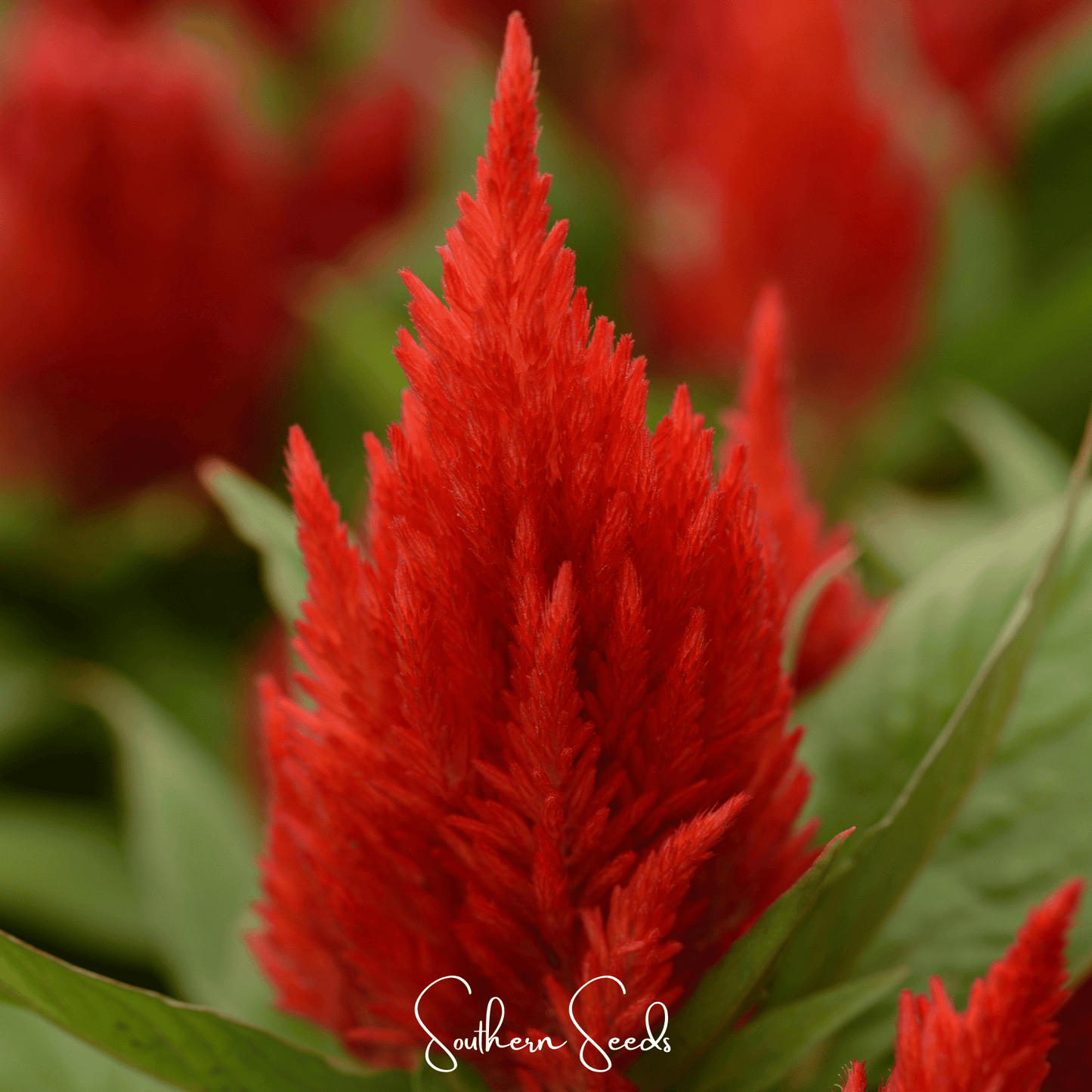 Scarlet Plume Celosia ā 100 Seeds
