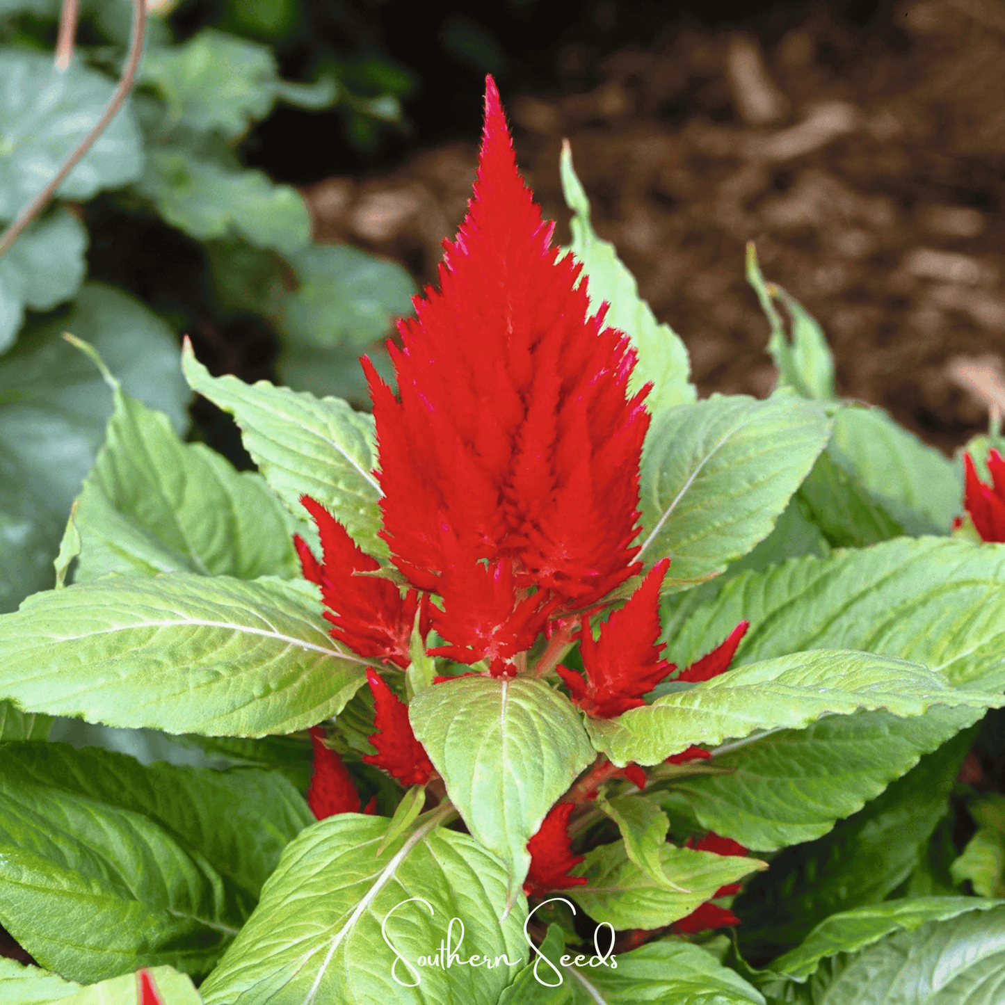 Scarlet Plume Celosia ā 100 Seeds