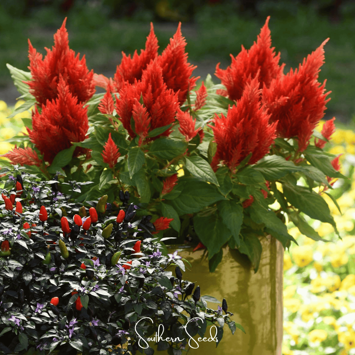 Scarlet Plume Celosia ā 100 Seeds