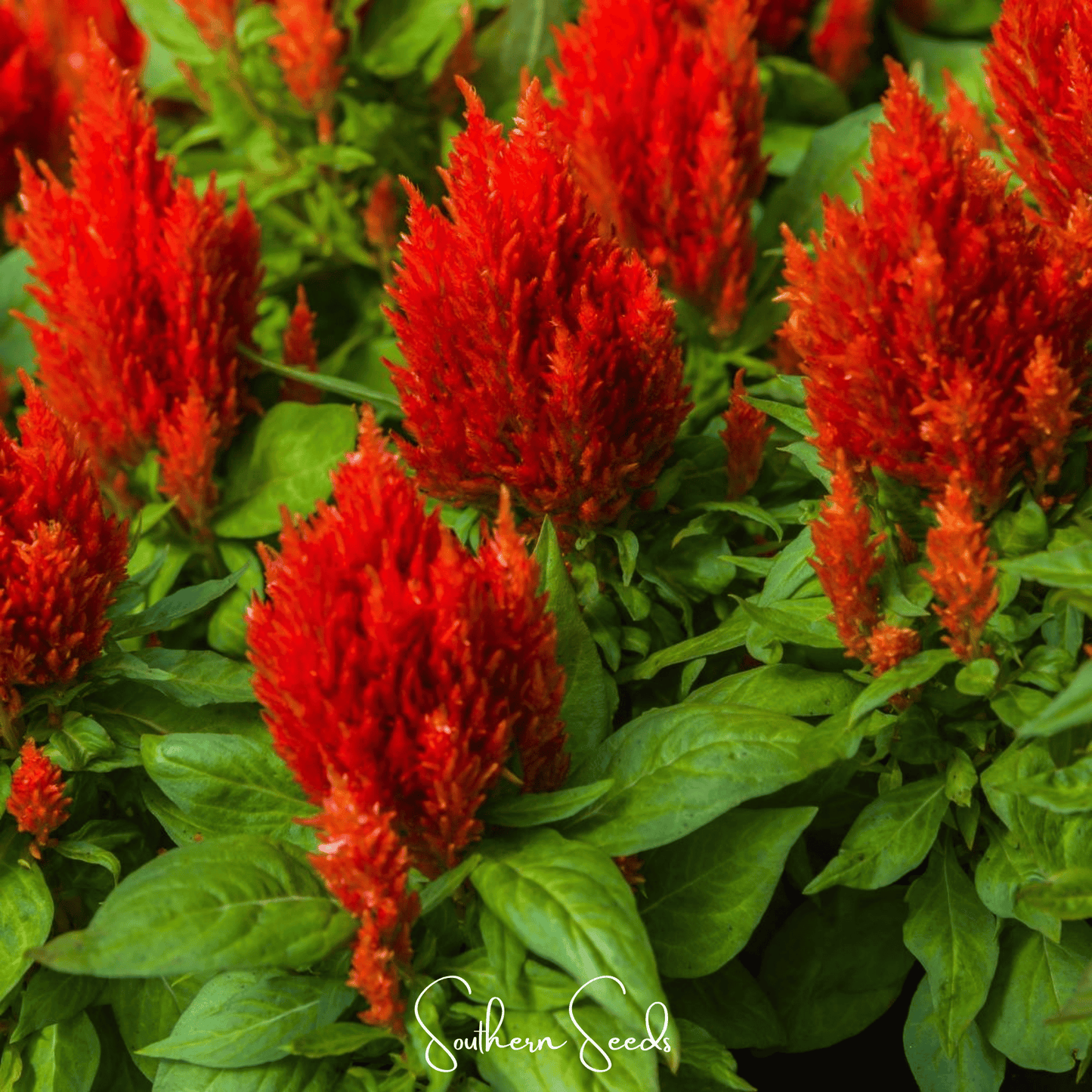 Scarlet Plume Celosia ā 100 Seeds