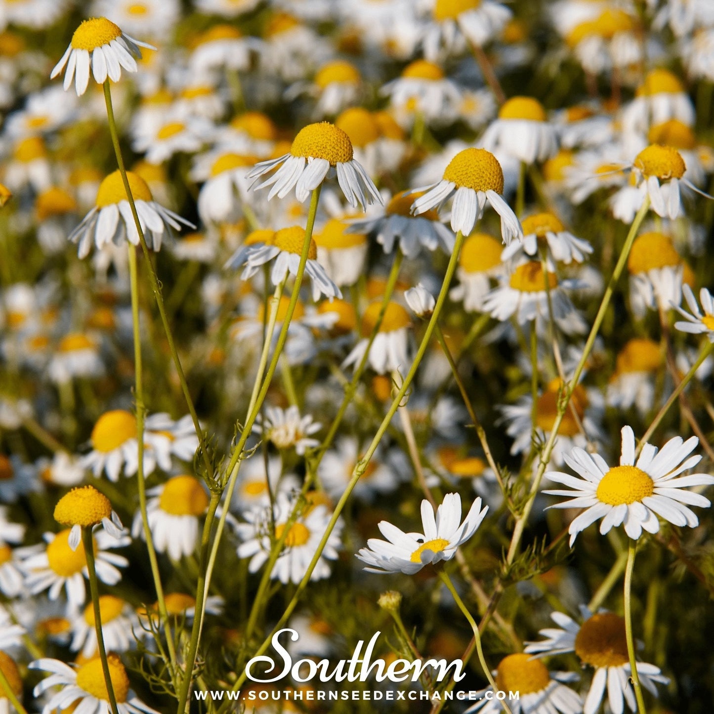 German Chamomile ā 200 Seeds