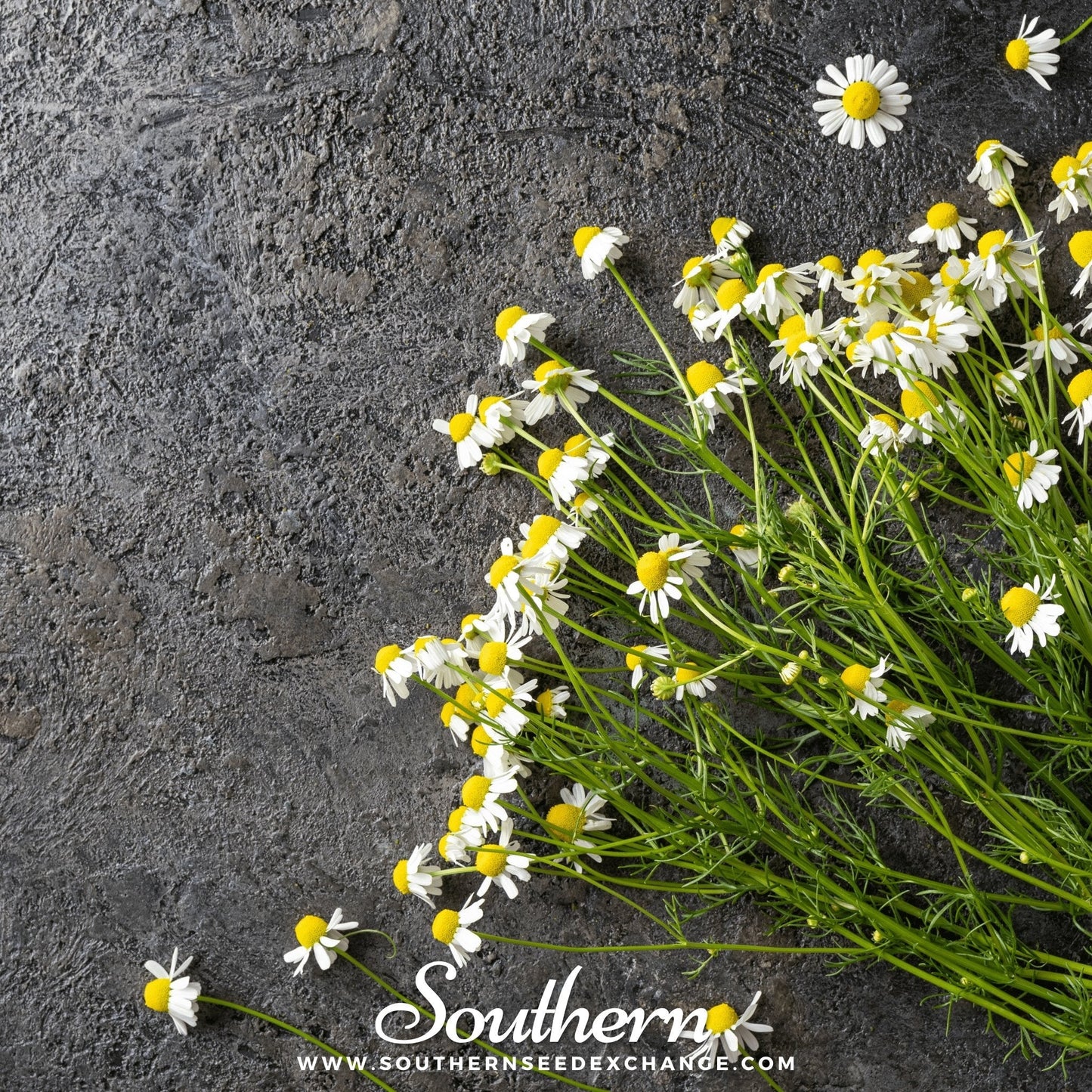 German Chamomile ā 200 Seeds