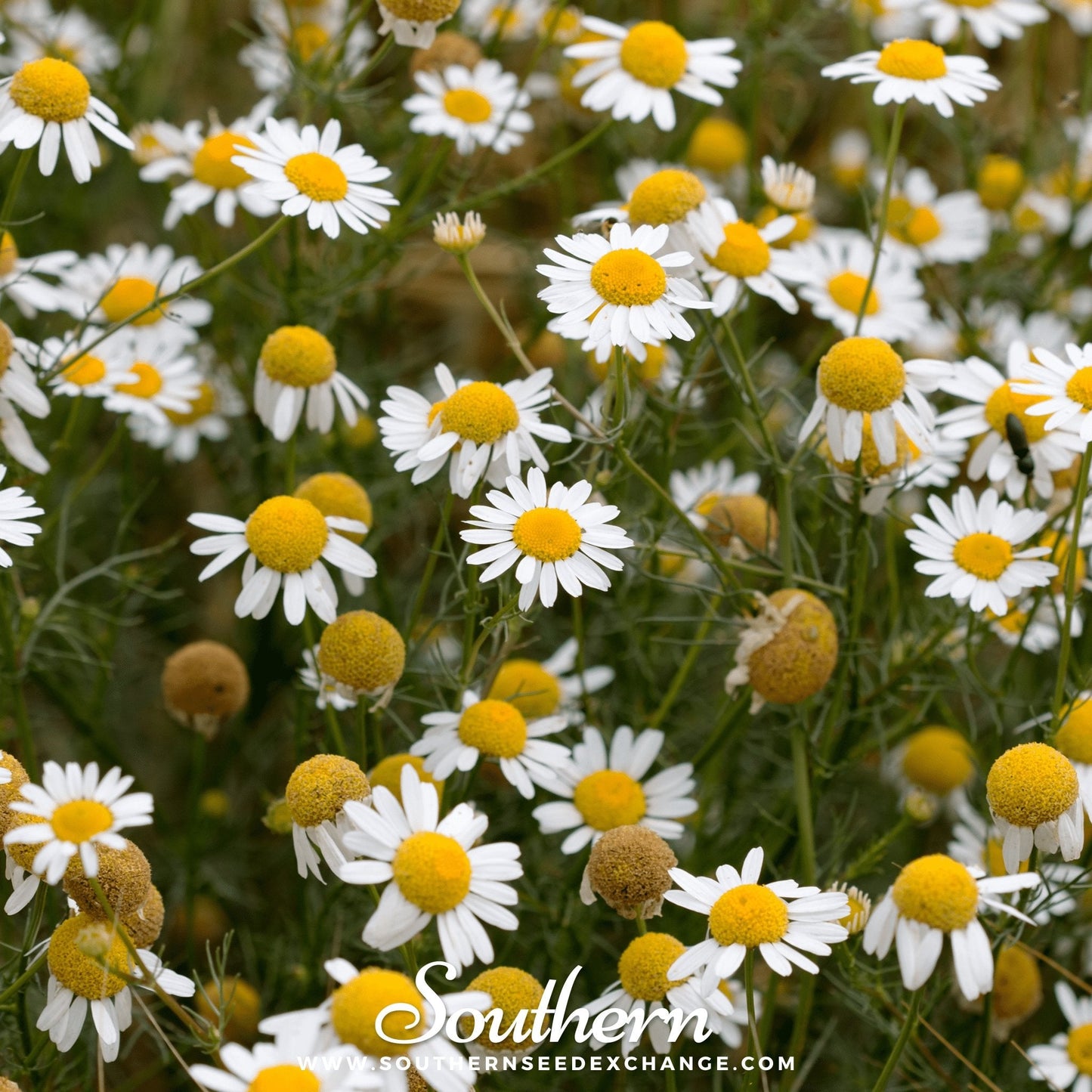 German Chamomile ā 200 Seeds