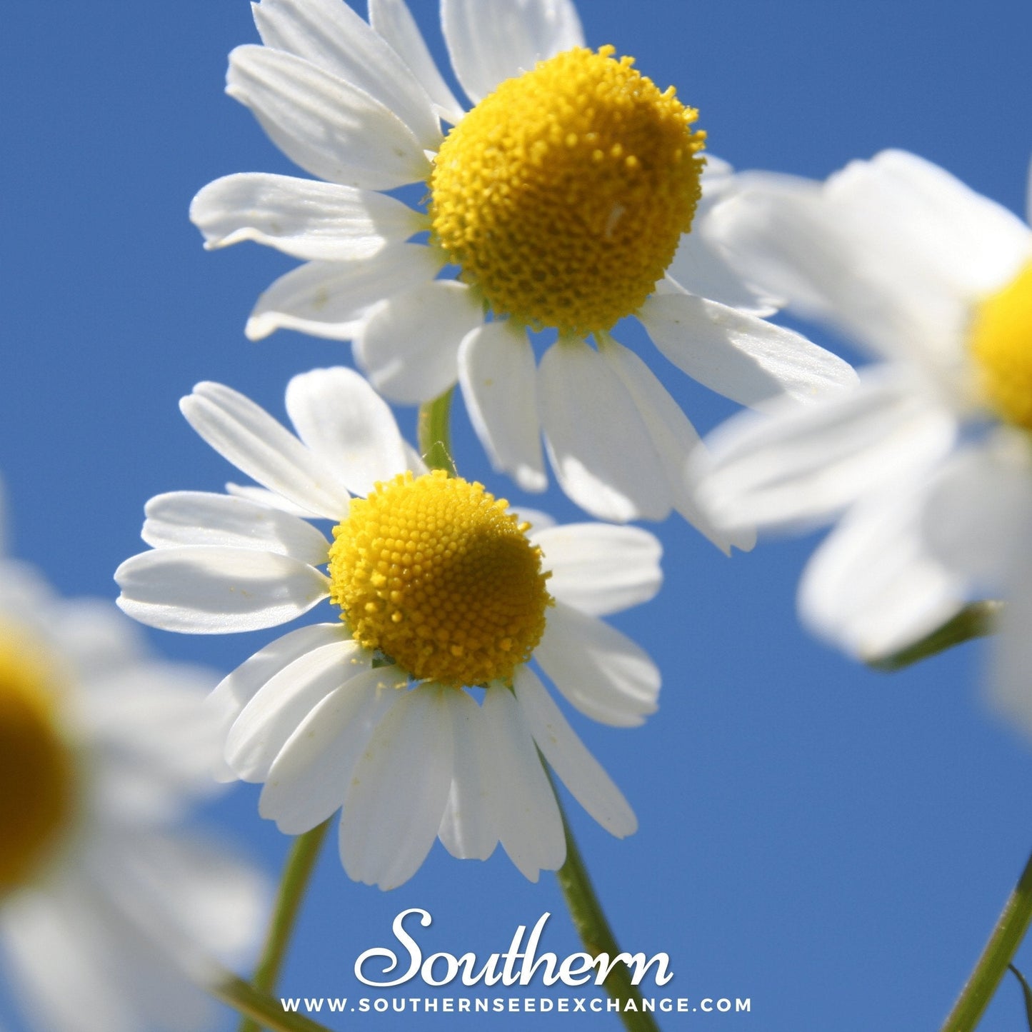 German Chamomile ā 200 Seeds
