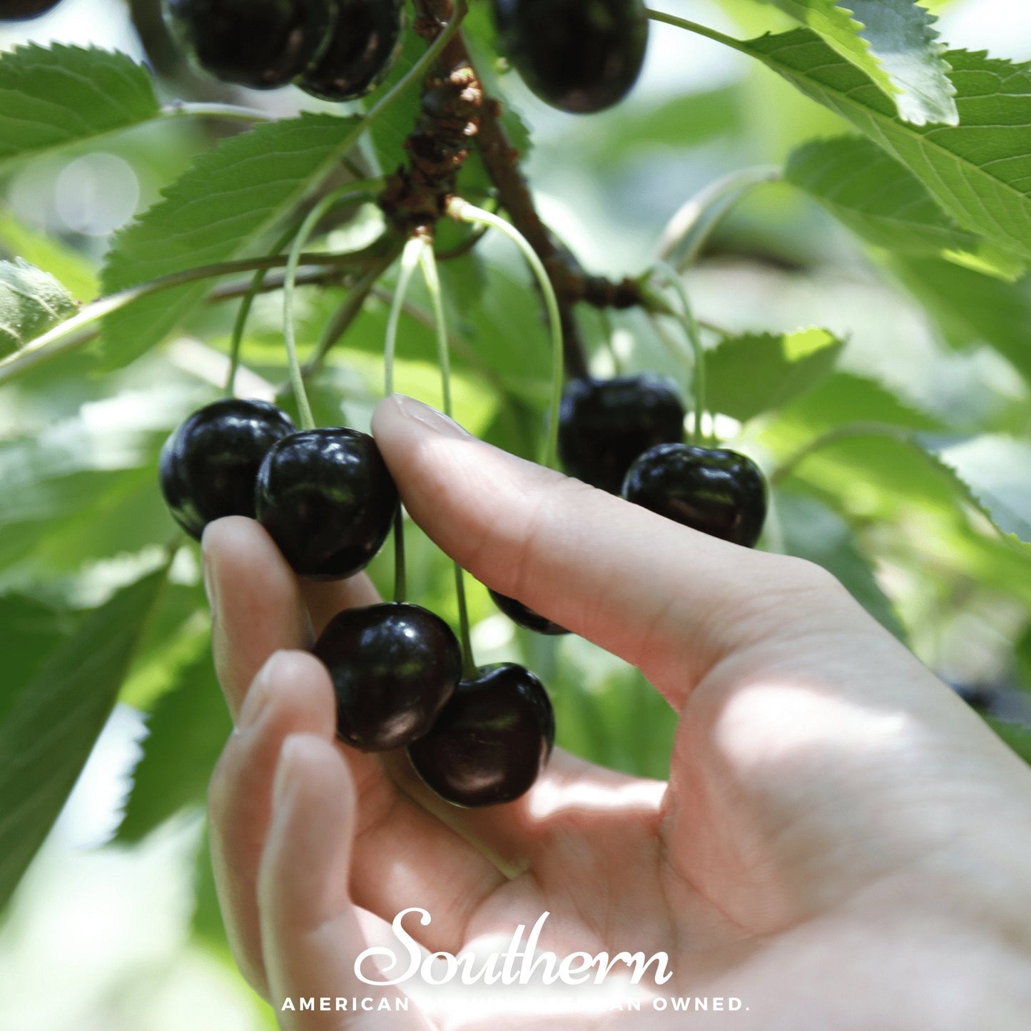 Black Cherry ā 15 Seeds