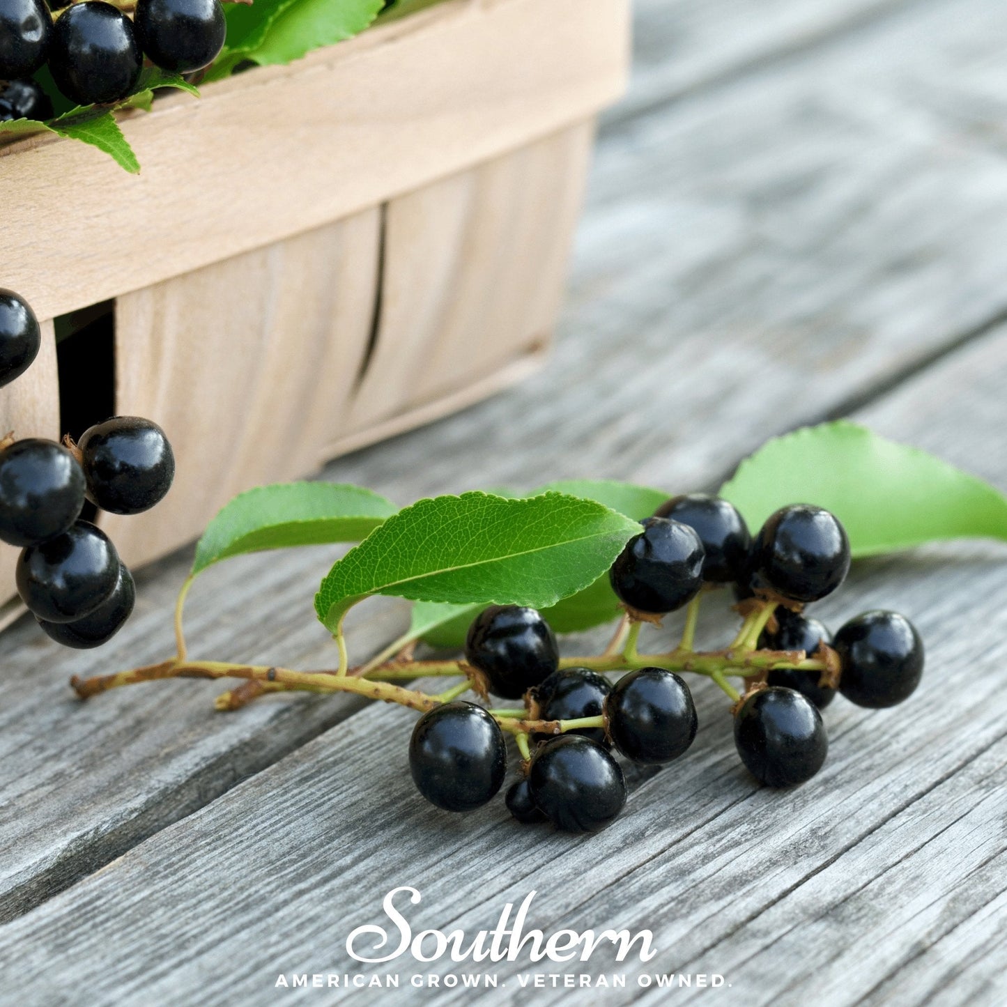Black Cherry ā 15 Seeds