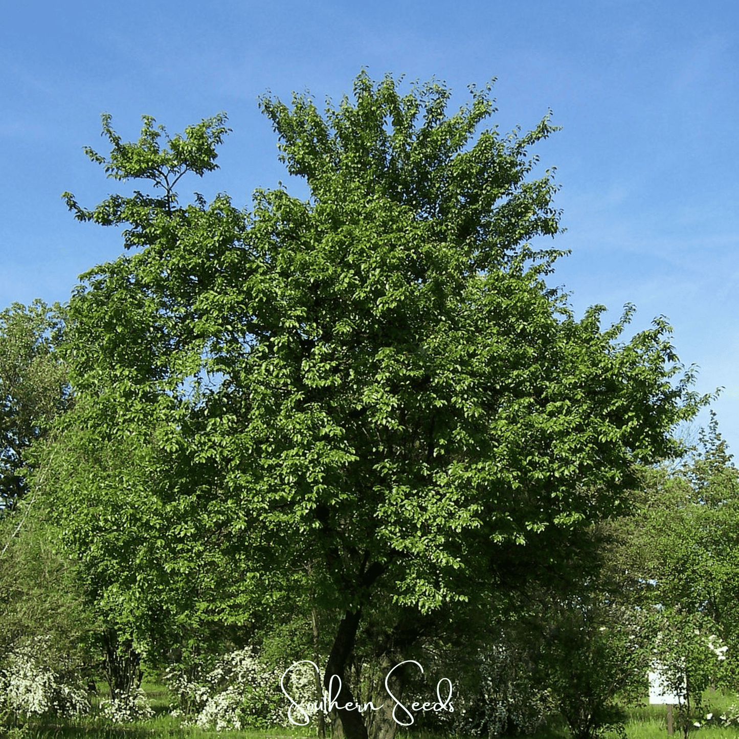 Cherry Plum ā 5 Seeds