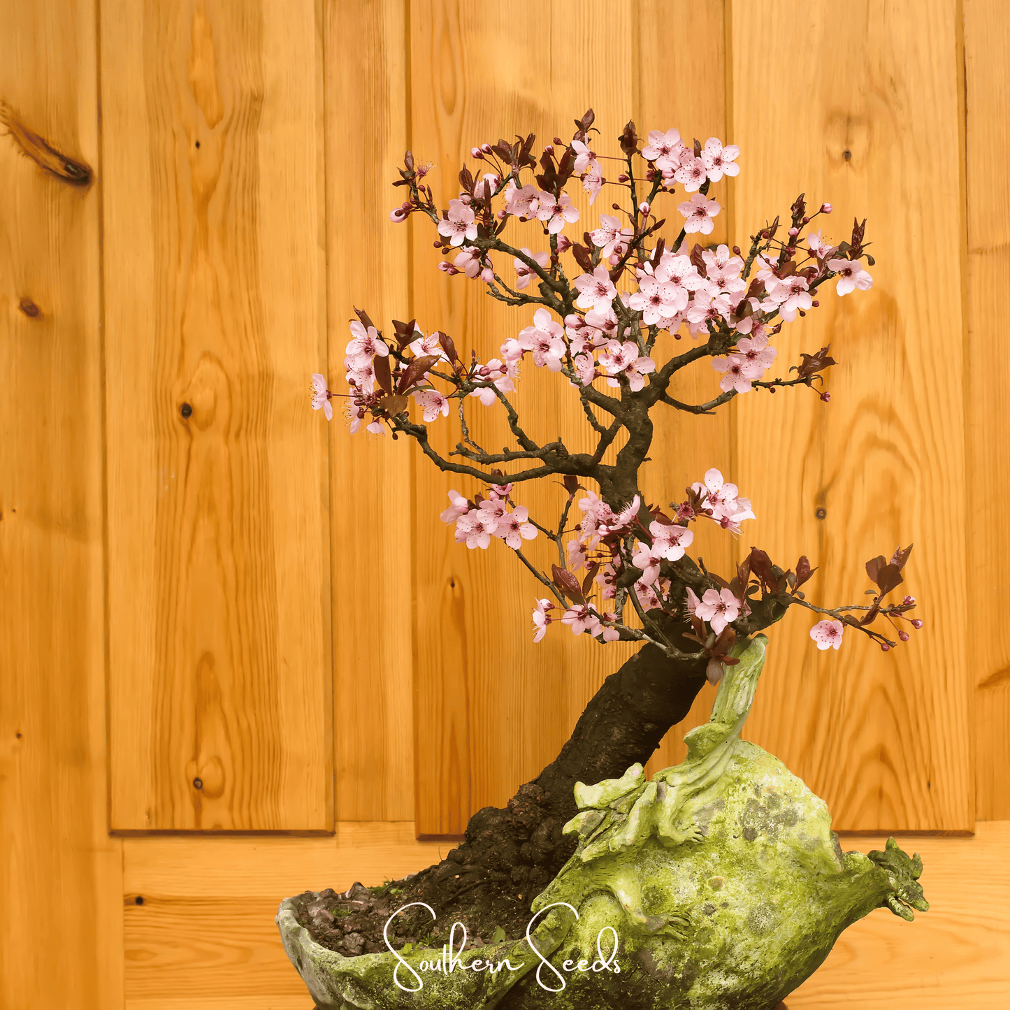 Cherry Plum ā 5 Seeds