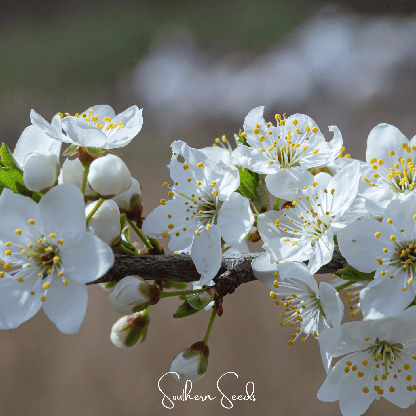 Cherry Plum ā 5 Seeds