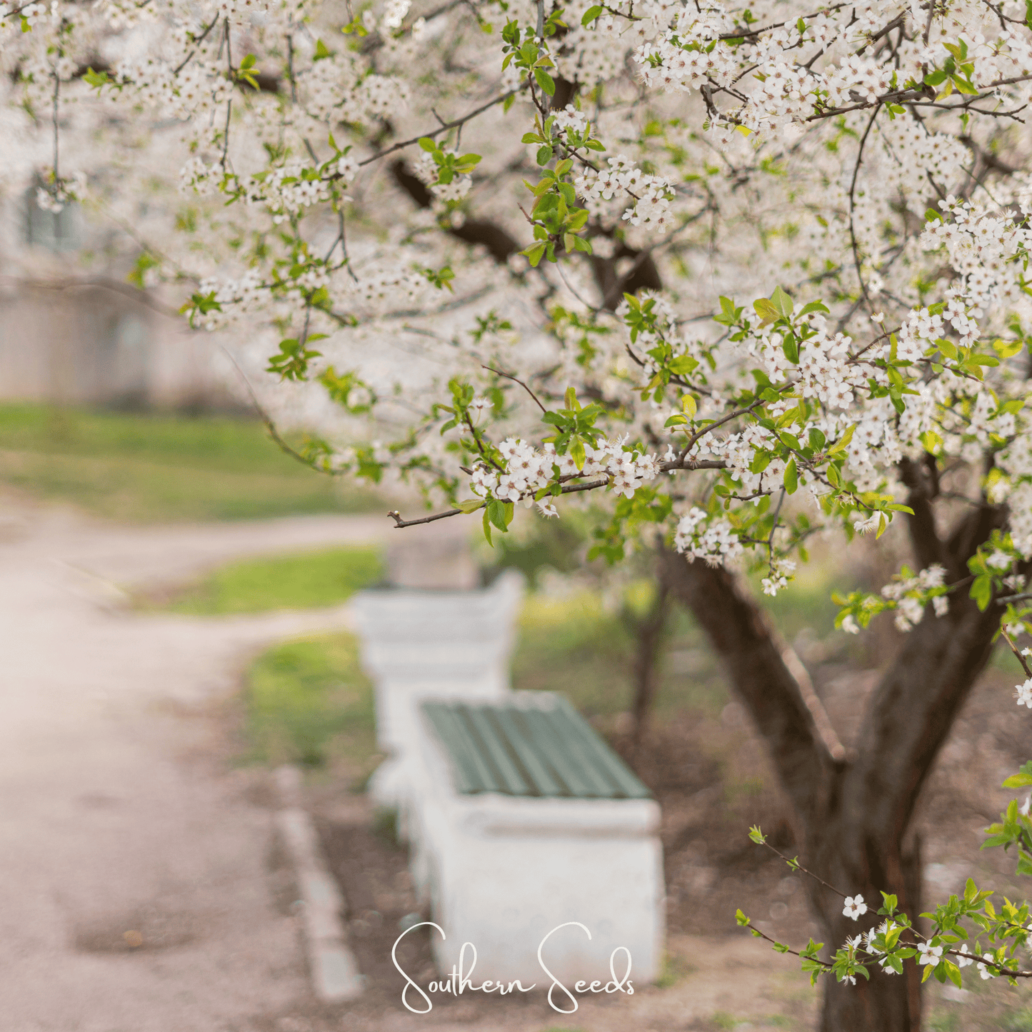 Cherry Plum ā 5 Seeds